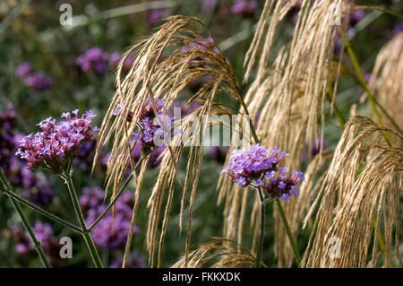 Verbena bonariensis avec Miscanthus nepalensis. Sir Harold Hillier Gardens. UK. Banque D'Images