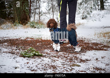 La neige qui s'accumule sur les jambes d'un caniche tout en portant des bottes de caoutchouc pour protéger leurs pieds. Banque D'Images