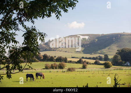 Grand cheval de craie sur colline au-dessus de Somerset, Angleterre,Westbury,Royaume-Uni, Banque D'Images