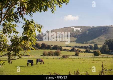 Grand cheval de craie sur colline au-dessus de Somerset, Angleterre,Westbury,Royaume-Uni, Banque D'Images