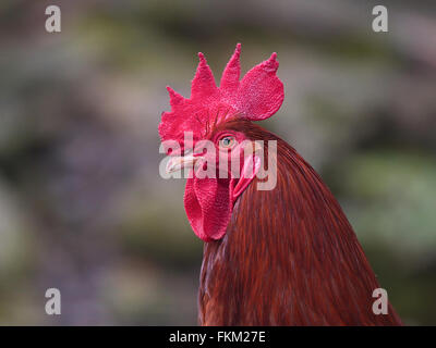 Rooster Banque D'Images