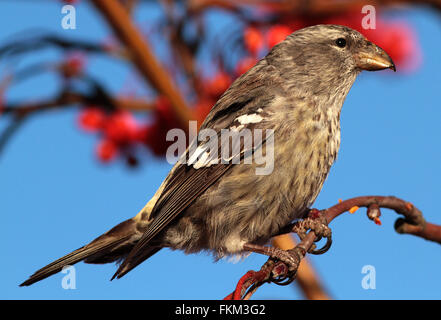 Jeunes crossbill à deux barrés, crossbill à ailes blanches, Loxia leucoptera mangeant des baies rouges Banque D'Images