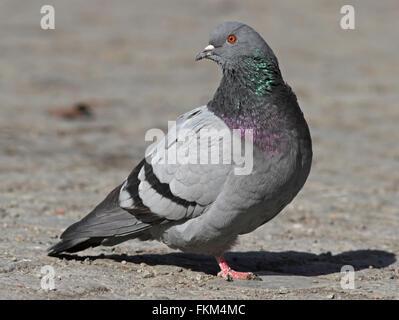 Pigeon domestique debout sur la place Banque D'Images