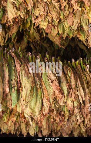 Feuilles de tabac accrochées au sec à la vallée de Vinales, province de Pinar del Rio, Cuba, Antilles Banque D'Images