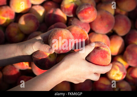 Woman putting peaches sur banc Banque D'Images