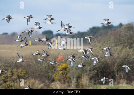 Troupeau de barges à queue noire (Limosa limosa) en vol à Lymington - Keyhaven Réserve naturelle en Hampshire, Angleterre Banque D'Images