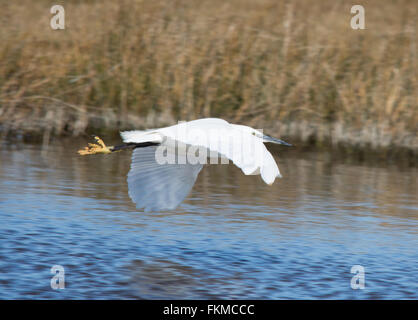 Aigrette garzette (Egretta garzetta) en vol au-dessus de l'eau à Lymington - Keyhaven Réserve naturelle en Hampshire, Angleterre Banque D'Images