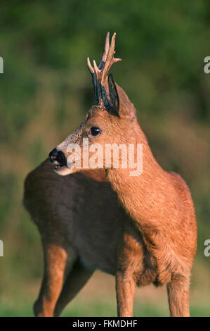 Le chevreuil (Capreolus capreolus) close up portrait of male / buck en été Banque D'Images