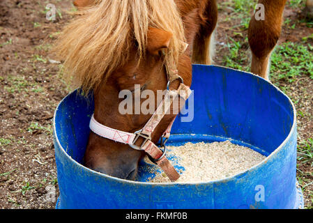 Close up of horse mangeant de la benne Banque D'Images