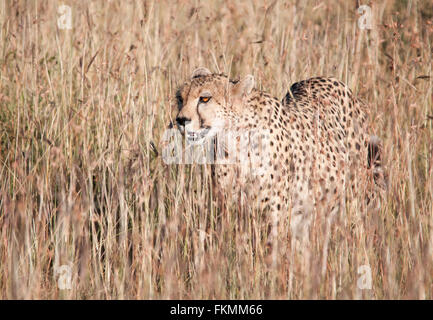 Cheetah (Acynonix jubatus) Traque à travers les prairies hautes, Masai Mara National Reserve, Kenya, Afrique de l'Est Banque D'Images