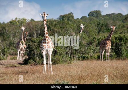 La famille d'un troupeau de girafes réticulée (Giraffa camelopardalis reticulata), Aberdares National Park, Kenya, Afrique de l'Est Banque D'Images