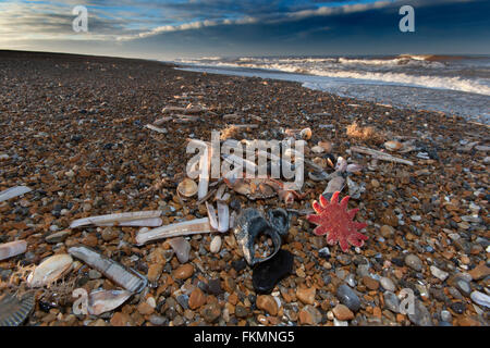 Sunstar commun et d'Étoiles sur Tideline Norfolk UK Winter Banque D'Images