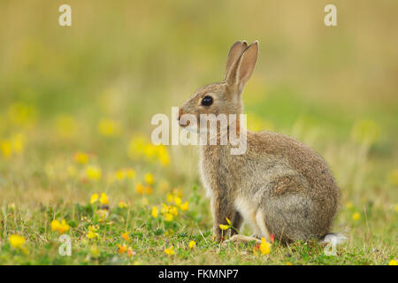 Lapin de garenne ou Lapin commun (Oryctolagus cunniculus), jeune animal avec des fleurs jaunes, Suffolk, Royaume-Uni Banque D'Images