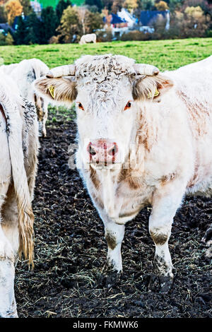 Les vaches en plein air, mâchonnant foin : Kuehe auf der Weide, heu fressend Banque D'Images