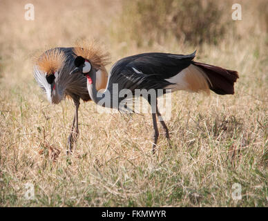 Paire de grues couronnées (Balearica regulorum), Samburu National Reserve, Kenya, Afrique de l'Est Banque D'Images