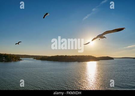 Sea Gull flying en rayons en mer Banque D'Images