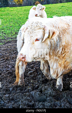 Les vaches en plein air, mâchonnant foin : Kuehe auf der Weide, heu fressend Banque D'Images