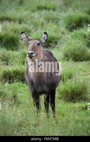 Les femelles de la cobe à croissant (Kobus ellipsiprymnus), le Parc National du Mont Kenya, Kenya, Afrique de l'Est Banque D'Images