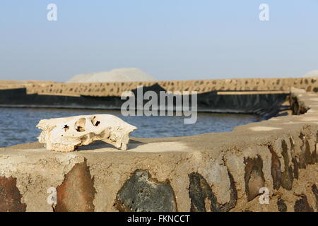 Bloc de sel-artificielle extérieure pour l'évaporation de l'eau-sel à côté du monticule W.bank sur la S.section du c.100 km2-102 ms.sous la mer Banque D'Images
