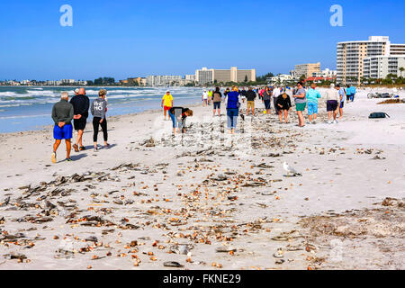 Vue sur Siesta Key Beach à Sarasota en Floride après une marée haute et des milliers de coquillages sur la plage laïcs Banque D'Images