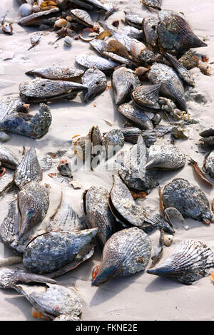 Vue rapprochée de certains des milliers de coquillages qui échouent sur Siesta Key Beach après une tempête de janvier Banque D'Images