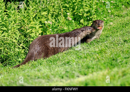 Loutre d'Europe, Surrey, Angleterre, Europe / (Lutra lutra) Banque D'Images