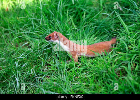 Hermine, belette à queue courte, Surrey, Angleterre, Europe / (Mustela erminea) Banque D'Images