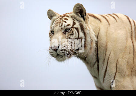 Tigre de l'Inde, Asie, forme blanche / (Panthera tigris tigris) Banque D'Images