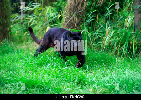 Léopard, panthère noire, l'Afrique / (Panthera pardus) Banque D'Images