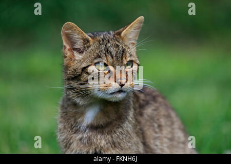 Scottish Wildcat, Surrey, Angleterre, Europe / (Felis silvestris silvestris) Banque D'Images