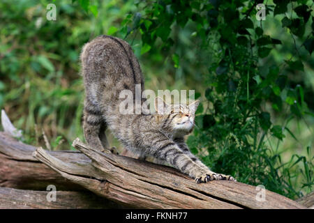 Scottish Wildcat, Surrey, Angleterre, Europe / (Felis silvestris silvestris) Banque D'Images