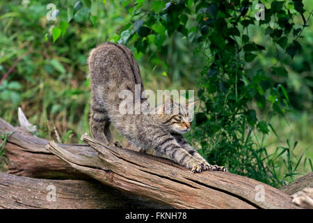 Scottish Wildcat, Surrey, Angleterre, Europe / (Felis silvestris silvestris) Banque D'Images