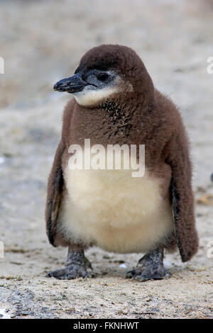 Jackass Penguin, manchot, jeune, Boulders Beach, Simonstown, Western Cape, Afrique du Sud, Afrique / (Spheniscus demersus) Banque D'Images