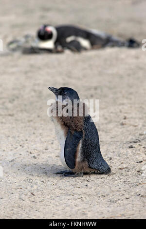 Jackass Penguin manchot du plumage des jeunes changer la plage de Boulders Simonstown Western Cape Afrique du Sud / (Spheniscus Banque D'Images