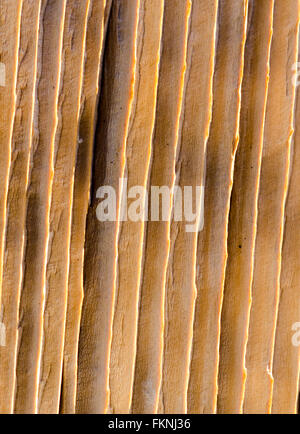 Gros plan macro de grain du bois de clôture weathered en planche. Des crêtes et de modèle. Banque D'Images