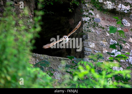 Barn Owl, Eifel, Allemagne, Europe / (Tyto alba) Banque D'Images