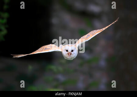 Barn Owl, Eifel, Allemagne, Europe / (Tyto alba) Banque D'Images