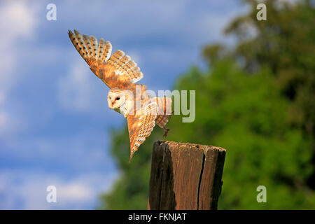 Barn Owl, Eifel, Allemagne, Europe / (Tyto alba)