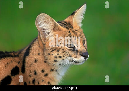 Serval, Western Cape, Afrique du Sud, Afrique / (Felis serval) Banque D'Images