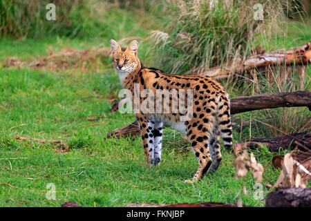 Serval, Western Cape, Afrique du Sud, Afrique / (Felis serval) Banque D'Images