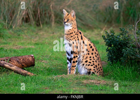 Serval, Western Cape, Afrique du Sud, Afrique / (Felis serval) Banque D'Images