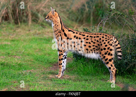 Serval, Western Cape, Afrique du Sud, Afrique / (Felis serval) Banque D'Images