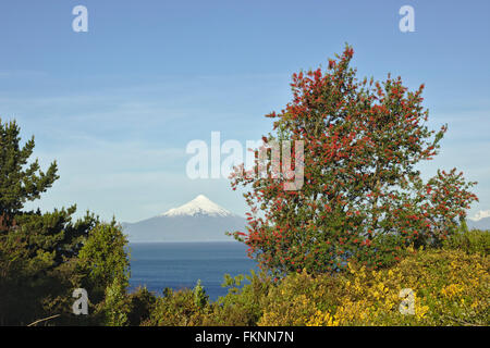 Vue de Puerto Varas sur le Lago Llanquihue sur Osorno volcano, balai et firebush (Embothrium coccineu) Banque D'Images