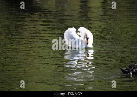 Mute swan (Cygnus olor), des attaques Banque D'Images