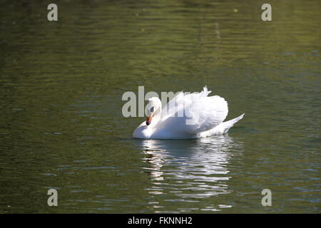 Mute swan (Cygnus olor), des attaques Banque D'Images