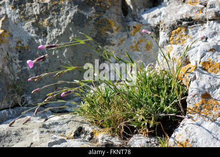 Rose Dianthus gratianopolitanus (cheddar) plante sur rock. Plante très rare dans la famille Caryophyllaceae, sur l'éperon rocheux Banque D'Images