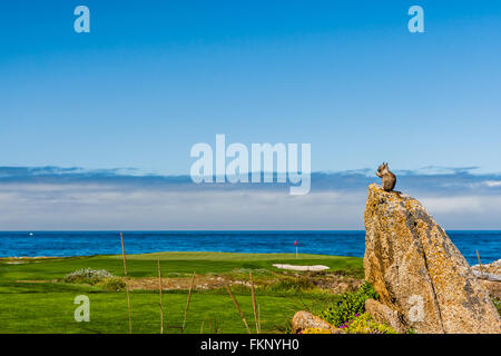 Une Californie (Otospermophilus beecheyi) est à regarder le grand océan sur un petit rocher près d'un golf corse à 17 Mile Banque D'Images