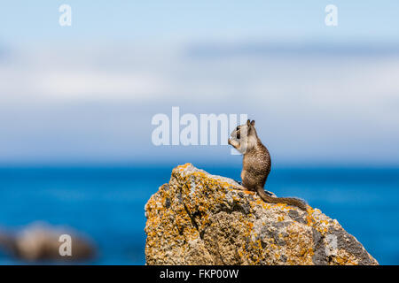 Une Californie (Otospermophilus beecheyi) est à regarder le grand océan sur un petit rocher près d'un golf corse à 17 Mile Banque D'Images