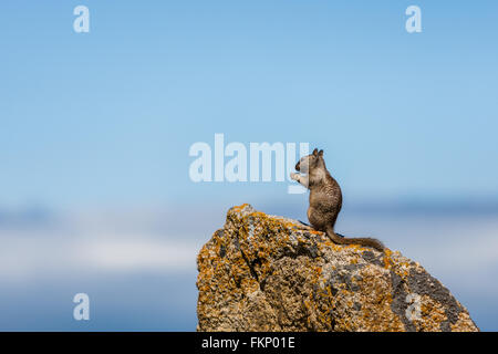 Une Californie (Otospermophilus beecheyi) est à regarder le grand océan sur un petit rocher près d'un golf corse à 17 Mile Banque D'Images