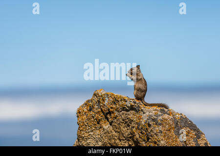 Une Californie (Otospermophilus beecheyi) est à regarder le grand océan sur un petit rocher près d'un golf corse à 17 Mile Banque D'Images